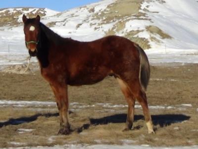 Whiskey Up Boss JW<BR>AQHA 5736566